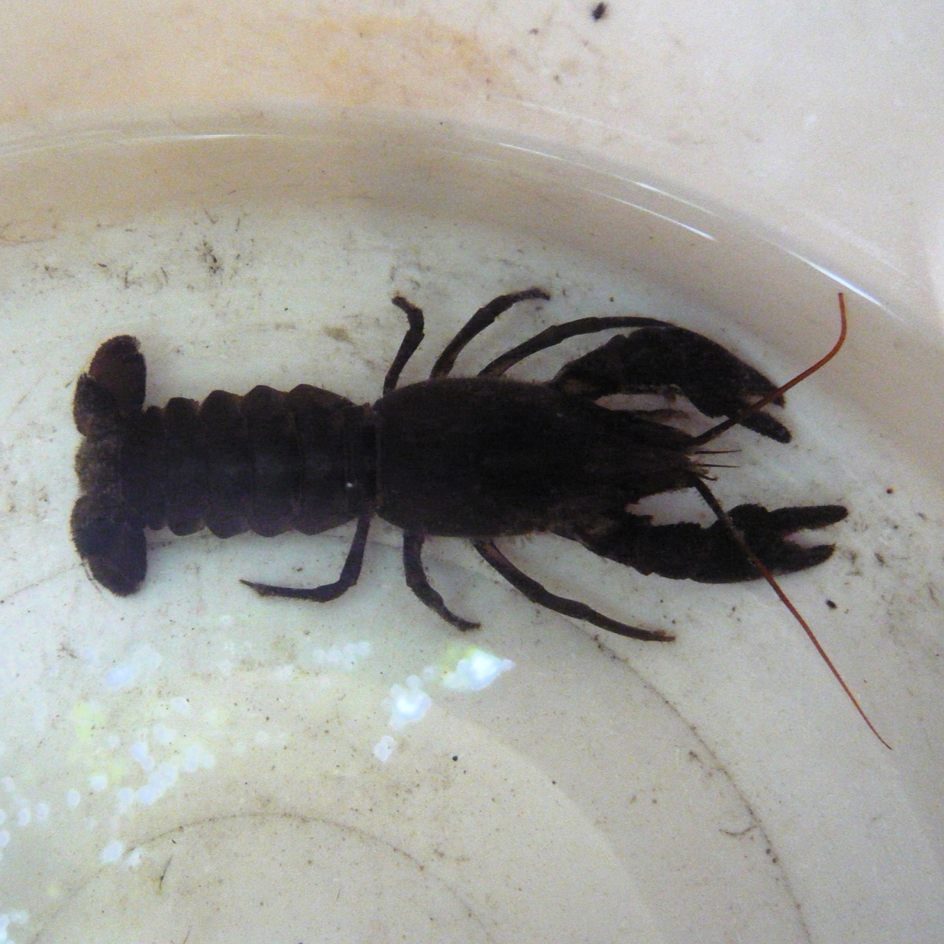 Crayfish Survey and Control Options