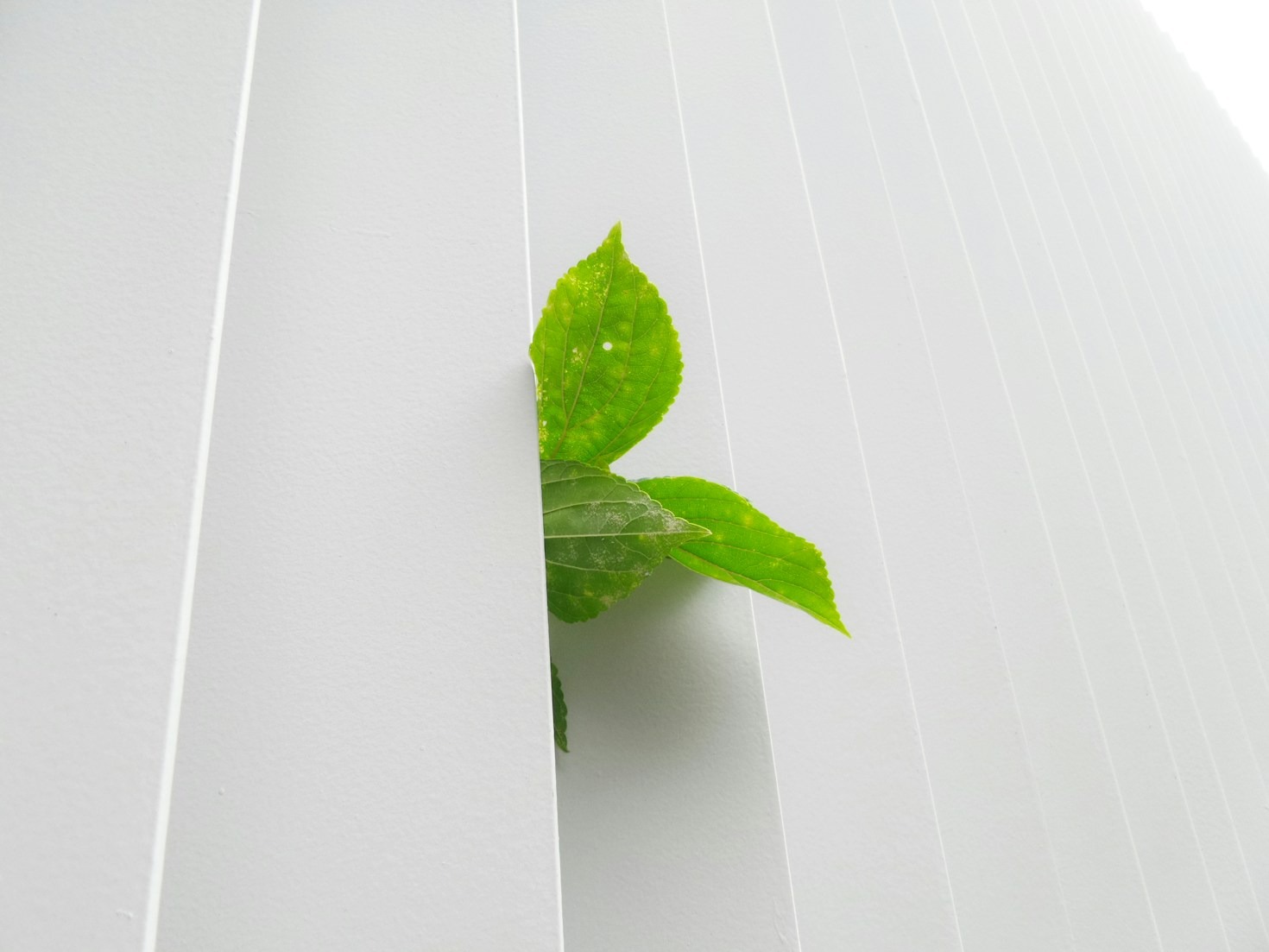 Roadside Verge Surveys